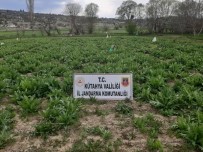 Emet'te 55 Bin 500 Kök Kaçak Ekilmiş Haşhaş Bitkisi Ele Geçirildi