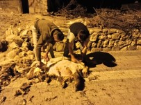 Gercüş'te Koyun Kırkma Dönemi Başladı