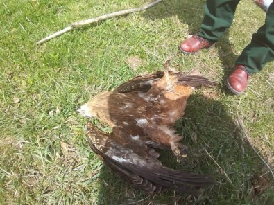 Kars'ta Şahinlerin Ölüm Nedenleri Araştırılıyor