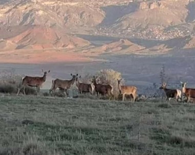Nallıhan'da Geyik Sürüsü Görüldü