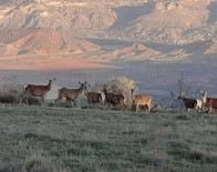 Nallıhan'da Geyik Sürüsü Görüldü