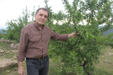 Ormandan Kiraladığı Arazide Badem Ve Harnup Yetiştiriyor