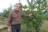 Ormandan Kiraladığı Arazide Badem Ve Harnup Yetiştiriyor