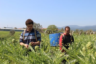 Festival İptal Olunca İnternetten Enginar Satışları Patladı