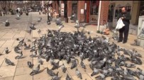 CUMHURİYET MEYDANI - (Özel) Vatandaş Evden Çıkamayınca Güvercinler Aç Kaldı