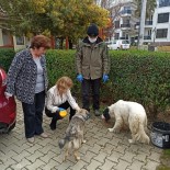 SOKAK HAYVANLARI - Sokak Hayvanları İçin Mama Dağıtımı Yapıldı