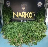 Adana'da Hint Keneviri Serasına Baskın