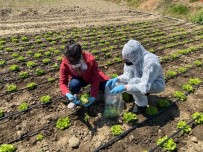 Balıkesir'de Gıdalar Sofraya Gelmeden Tarlada Denetleniyor
