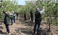 Çanakkale'de Elma Kurduna Karşı Mücadele