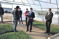 Erciş Belediyesinden Çiçek Üretimi