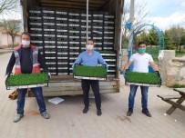 Hisarcık'ta 19 Çiftçiye 250 Bin Ada Çayı Fidesi Dağıtıldı