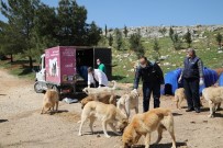 FARKıNDALıK - Büyükşehir 4 Nisan Sokak Hayvanları Koruma Günü'nü Unutmadı