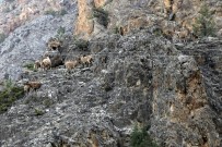 SıRADıŞı - Gümüşhane Dağlarının En İhtişamlı Süsü Açıklaması Yaban Keçisi