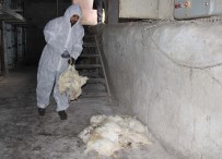 DOLAR - Korona Yumurta Üreticisini De Vurdu, Tavuklar Telef Oluyor