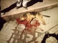 ODUNPAZARI - Çarptığı Köpeği Ölüme Terk Edip Kaçtı