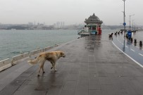 İSTANBUL VALİSİ - İstanbul Valisi Yerlikaya'dan Sokak Hayvanlarıyla İlgili Paylaşım