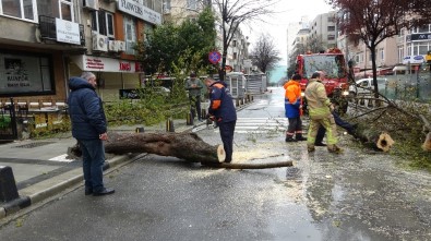 Mecidiyeköy'de Fırtınanın Etkisiyle Devrilen Ağaç Yolu Trafiğe Kapattı