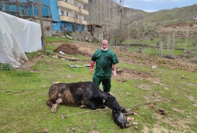 Acı İçinde Kıvranan İneğin Doğumunu Tarım Ve Orman Müdürü Gerçekleştirdi