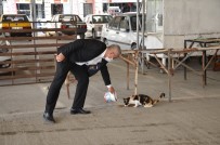 SOKAK HAYVANLARI - Başkan Karakuş Sokak Hayvanlarını Elleriyle Besledi