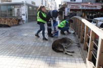 SOKAK HAYVANLARI - Bodrum'da Sokak Hayvanlarına 11 Bin Kilo Mama Dağıtıldı