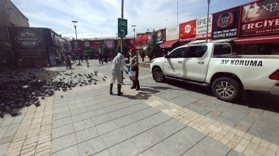 Doğa Koruma Ve Milli Parklar Şube Müdürlüğü'nden Güvercinlere Yem Desteği