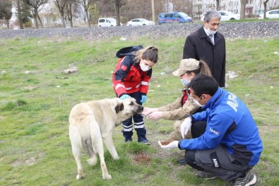 Elazığ'da Sokak Hayvanları Unutulmadı