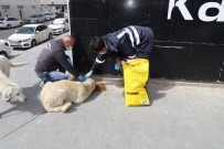 YEREL YÖNETİMLER - Erzincan'da Sokak Hayvanları Unutulmadı