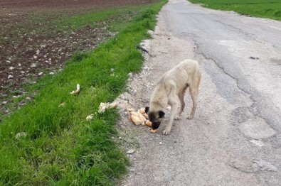 Fahri Av Müfettişi Sokak Hayvanlarını Unutmadı