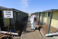 NEVŞEHİR BELEDİYESİ - Hayvan Kasabası Düzenli Olarak Dezenfekte Ediliyor