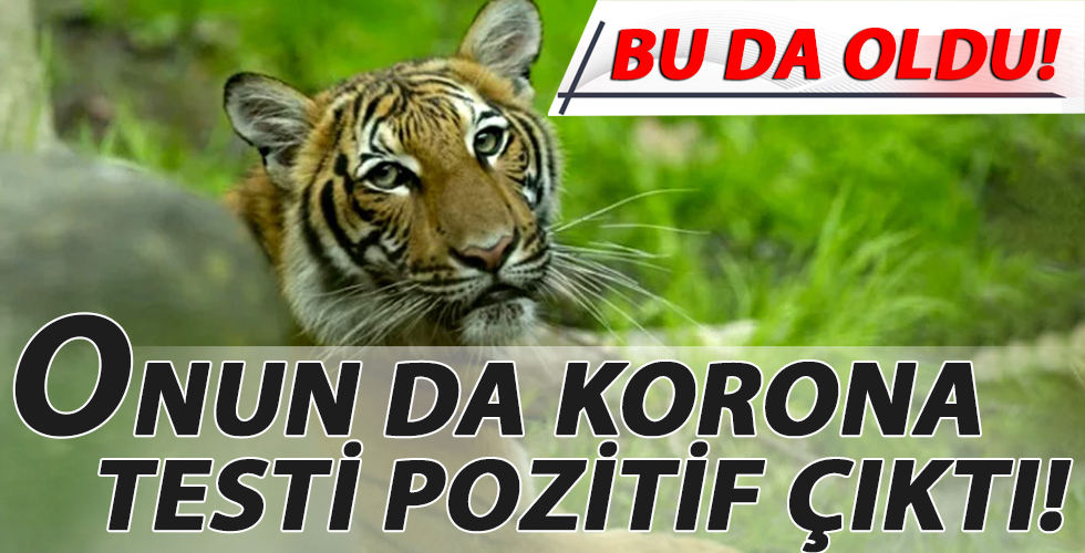 Hayvanat bahçesindeki kaplan Nadia'da koronavirüs çıktı