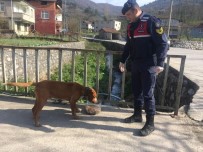 JANDARMA KOMUTANLIĞI - Jandarma Sokak Hayvanlarını Unutmadı
