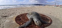 DENİZ KAPLUMBAĞALARI - Kuşadası'nda 1 Ayda 8 Deniz Kaplumbağası Ölü Olarak Bulundu
