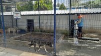 BÜYÜKŞEHİR BELEDİYESİ - Kuşadası'nda Hayvan Bakım Ve Rehabilitasyon Merkezi Dezenfekte Edildi