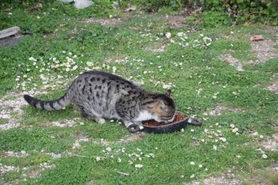 Yaylada Yazlıkçıların Bırakıp Gittiği Hayvanları Beslediler