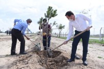 SARAÇOĞLU MAHALLESİ - Başkan Hasan Kılca Açıklaması 'Korona Ağaç Sevgimizi Engelleyemez'