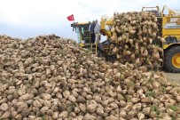 YOZGAT - Sivas Şeker Pancarı Üretiminde 6'Ncı Sırada