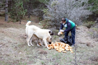 Yozgat'ta Yiyecek Bulmakta Sıkıntı Çeken Sokak Hayvanları Unutulmadı