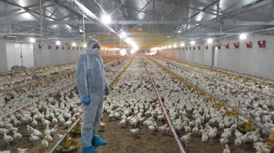 Kocaeli'de Korona Virüs Tarım Ve Hayvancılıkta Üretimi Etkilemedi