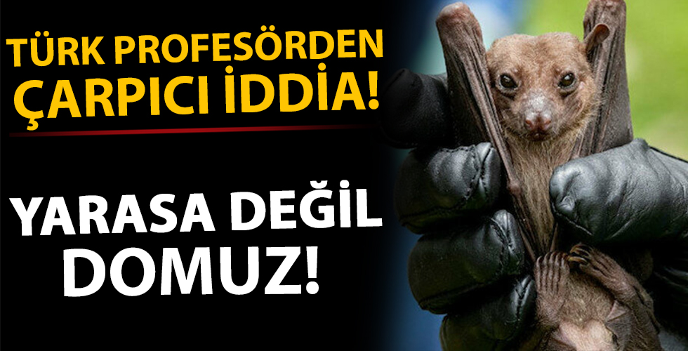 Türk profesörden çarpıcı iddia: Yarasa değil domuz!