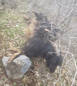 Aç Kalan Kurtlar Köye İnip 5 Keçiyi Telef Etti