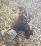 Aç Kalan Kurtlar Köye İnip 5 Keçiyi Telef Etti