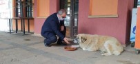 Başkan, Sokak Hayvanlarını Eliyle Besledi Haberi