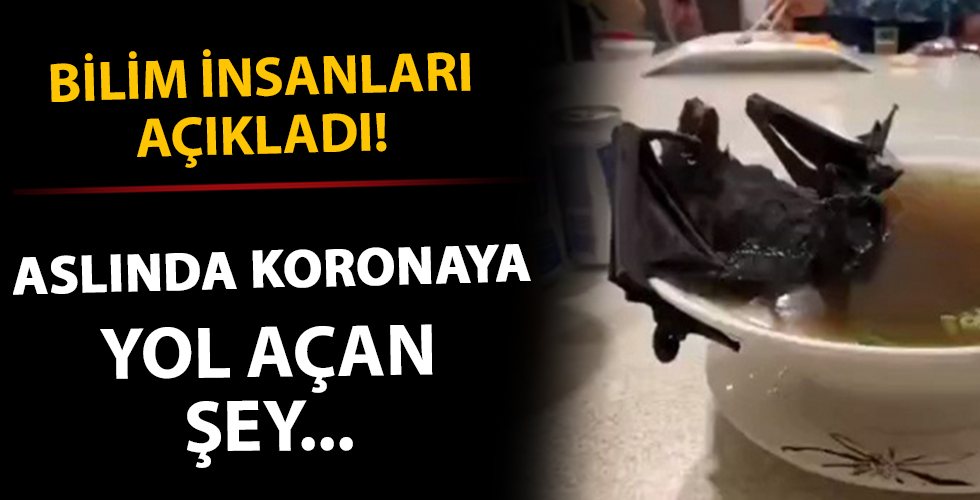 Bilim insanları açıkladı! Corona virüs salgınına yol açan şey