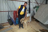 İnsafa Gelen Hırsızlar Çaldıkları Köpek Ve Güvercinleri 10 Gün Sonra Sahibine Geri Gönderdi