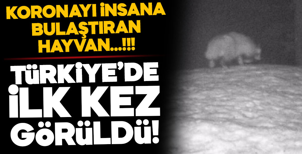 Koronayı bulaştıran hayvan olabilir! Türkiye'de ilk kez görüldü!