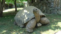 Türkiye'nin En Yaşlı Kaplumbağası Tuki, 100 Yaşına Girdi