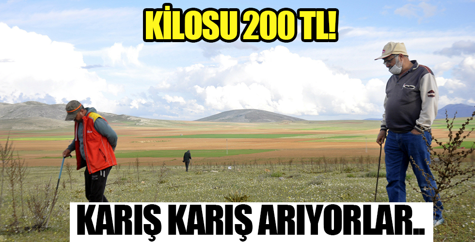 Kilosu 200 lirayı buldu! Karış karış arıyorlar