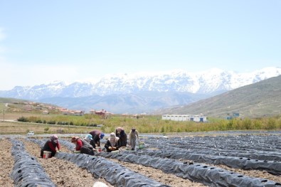 Niğdeli Çiftçiler 300 Dekar Arazide Çilek Üretiyor
