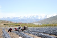 Niğdeli Çiftçiler 300 Dekar Arazide Çilek Üretiyor Haberi