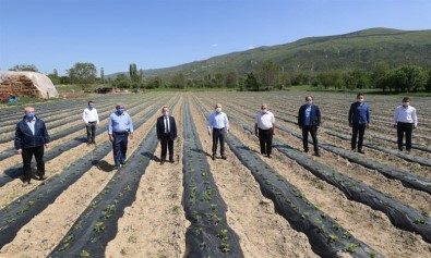 Amasya'da Elmanın Yanına 'Çilek' Geliyor